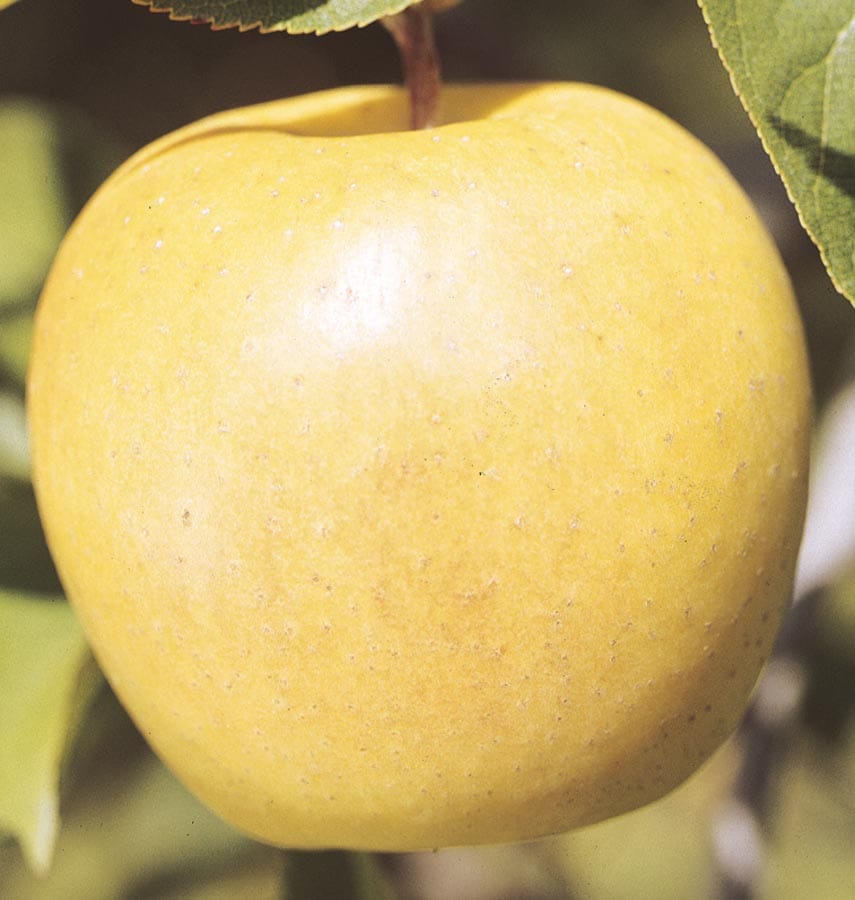 Apples