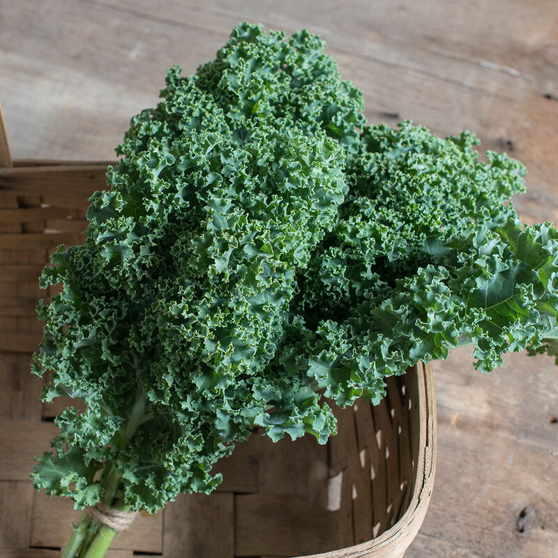 Curly Kale