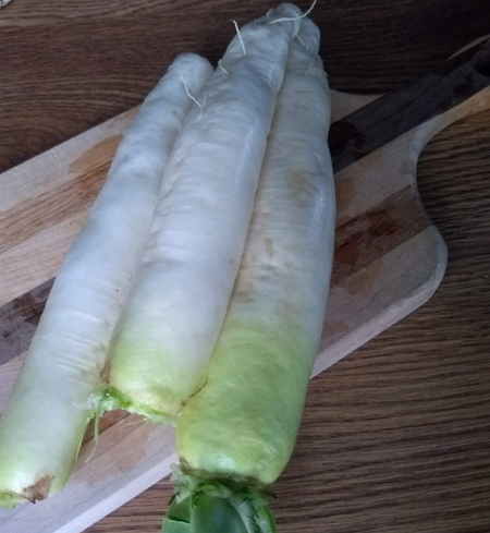Daikon Radish