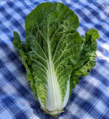 Napa Cabbage