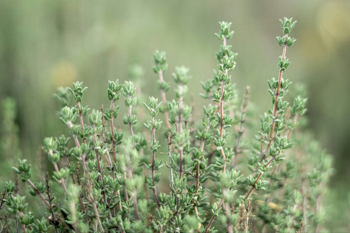 Fresh Thyme