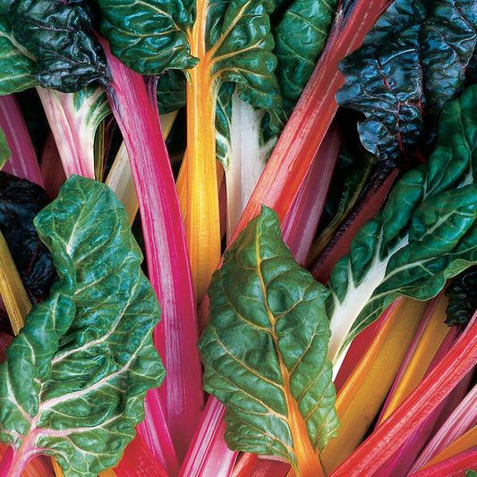 Chard