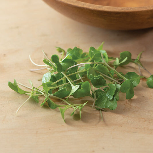 Broccoli Microgreens