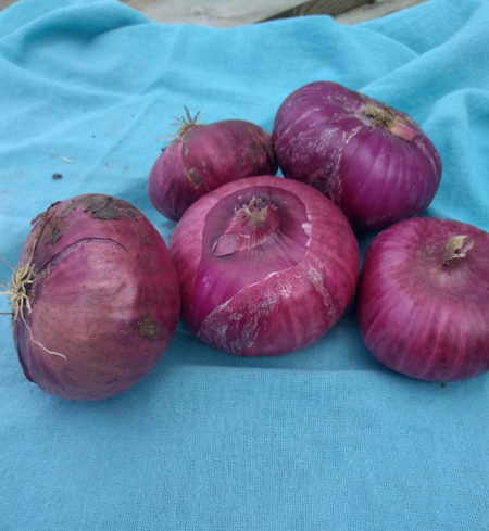 Red Onions