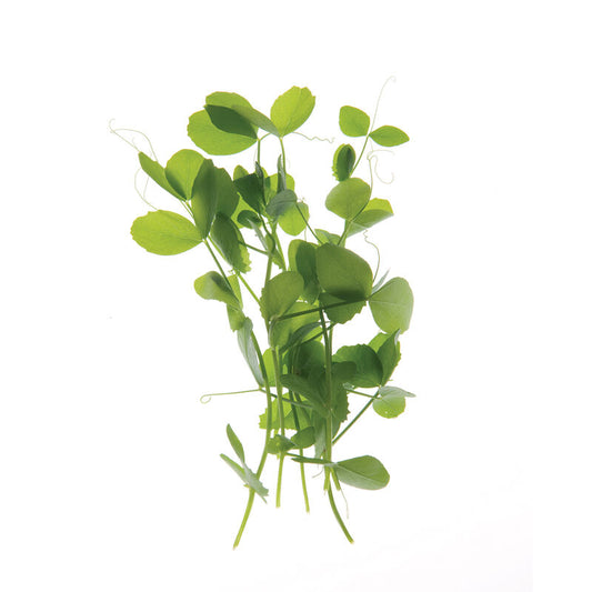 Pea Shoots