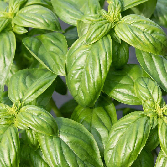 Basil