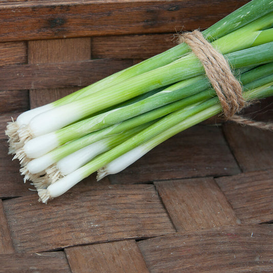 Scallions