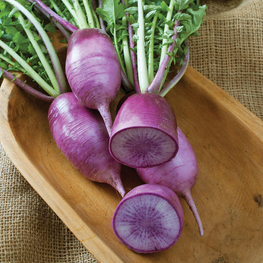 Purple Daikon Radish