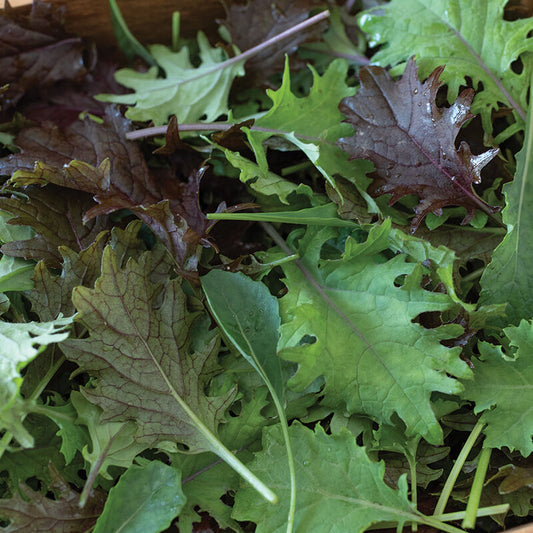 Baby Kale