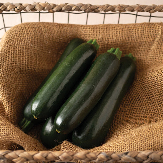 Zucchini