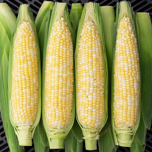 Sweet Corn