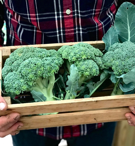 Broccoli