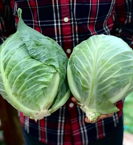 Green Cabbage