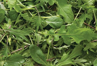 Mesclun Mix