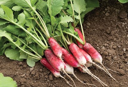 Radish