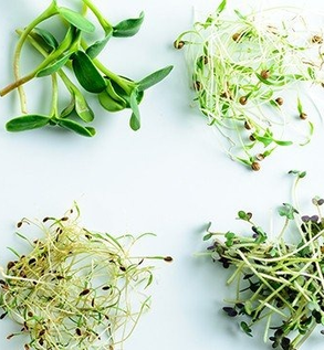 Microgreens Sampler