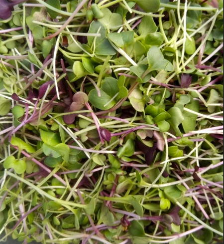 Zesty Salad Microgreens