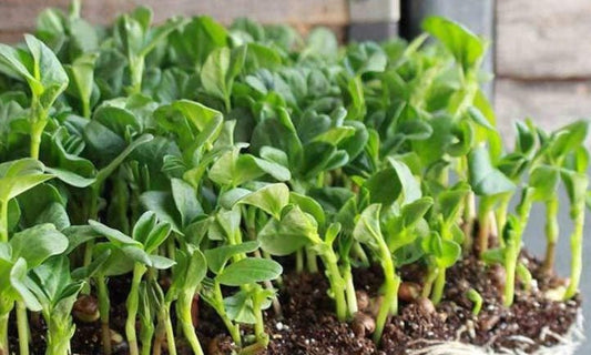Fava Bean Microgreens