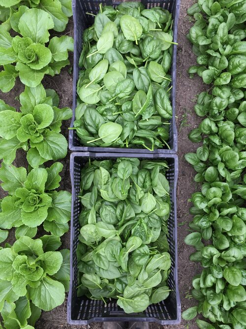 Spinach