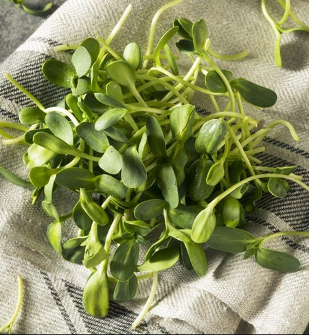 Sunflower Shoots