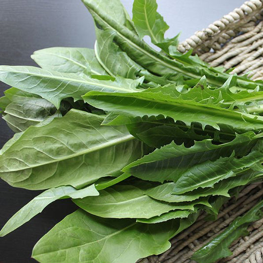 Dandelion Greens
