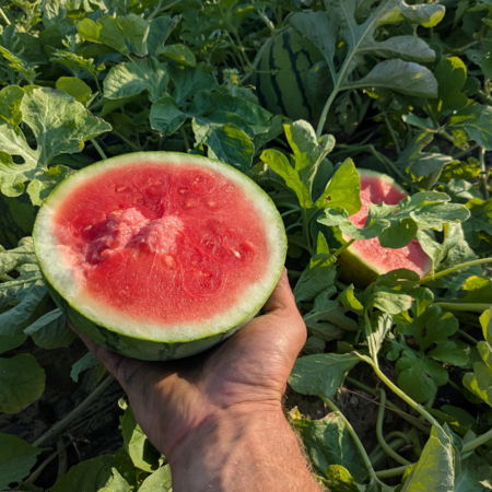 Watermelon