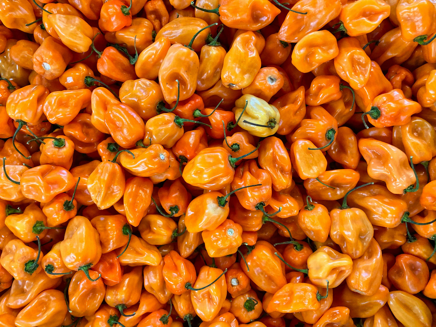Habanero Peppers (Very spicy!)
