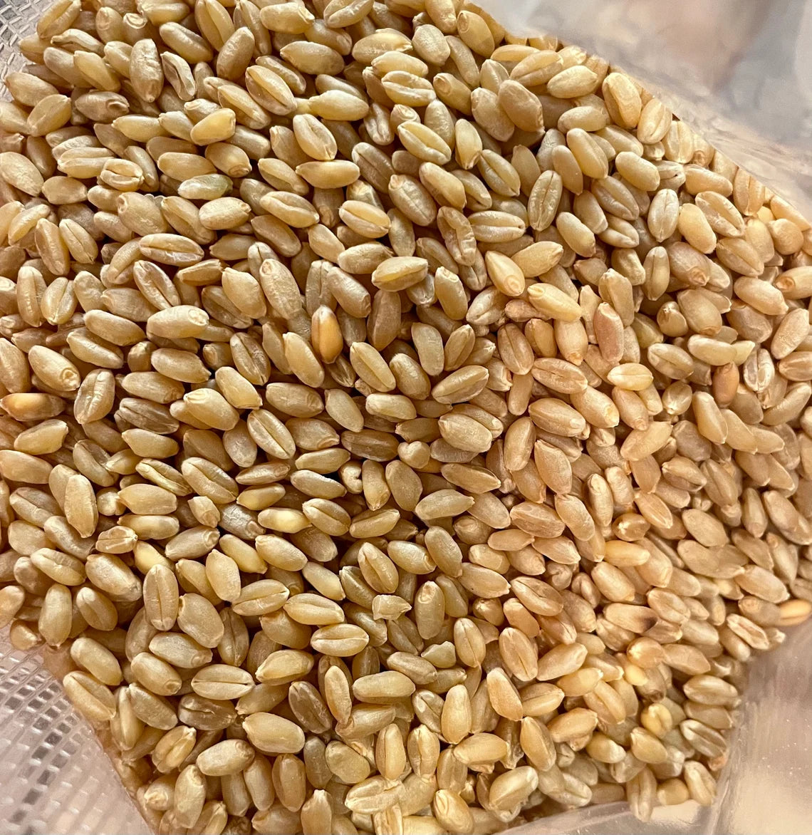 Hard Red Wheat Berries (1.5 lbs)