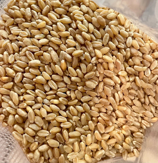 Hard Red Wheat Berries (1.5 lbs)