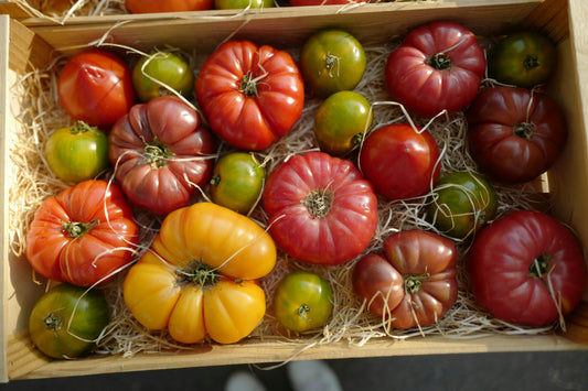 Heirloom Tomatoes