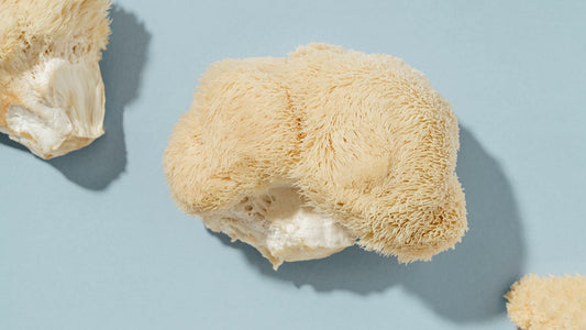 Lion's Mane Mushrooms - Pint