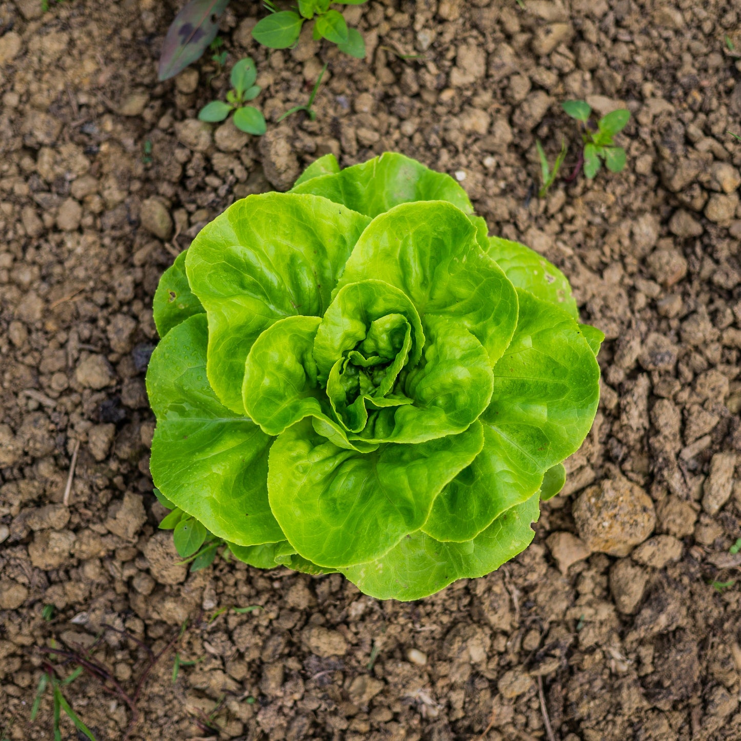 Little Gem Lettuce