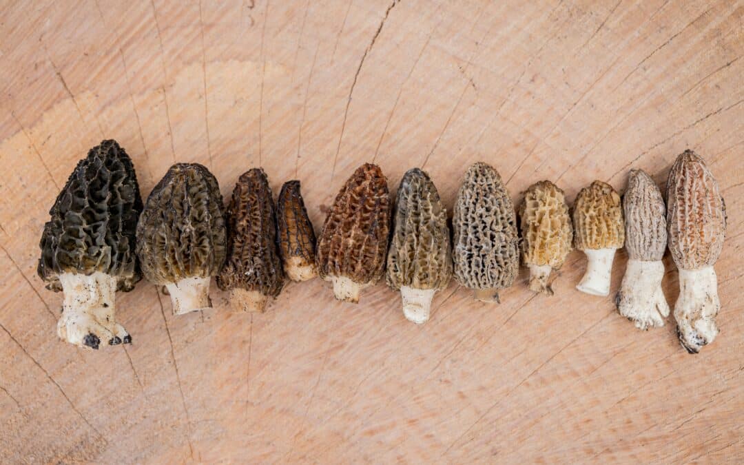 Morel Mushrooms
