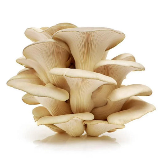 Mixed Oyster Mushrooms - Pint
