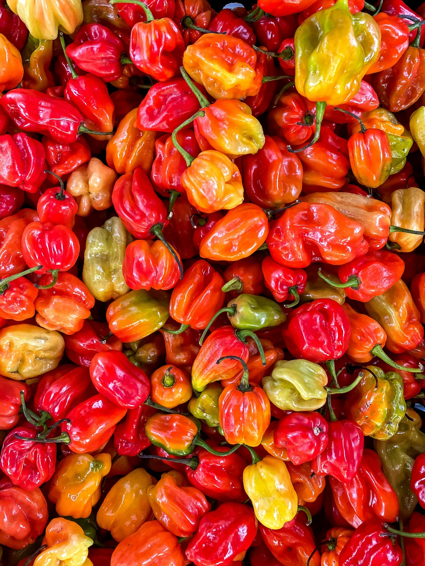 Roulette Peppers