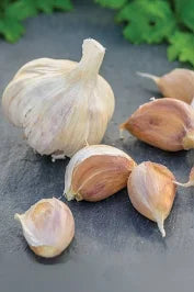 Garlic